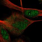 DRGX Antibody in Immunocytochemistry (ICC/IF)