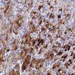 DRGX Antibody in Immunohistochemistry (Paraffin) (IHC (P))