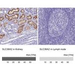 SLC36A2 Antibody