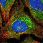 SLC1A6 Antibody in Immunocytochemistry (ICC/IF)