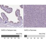 NHP2 Antibody