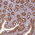 GEF5 Antibody in Immunohistochemistry (Paraffin) (IHC (P))