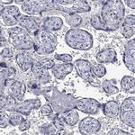 NELF Antibody in Immunohistochemistry (Paraffin) (IHC (P))