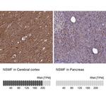 NELF Antibody