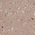 AMPK beta-2 Antibody in Immunohistochemistry (Paraffin) (IHC (P))