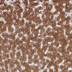 AMPK beta-2 Antibody in Immunohistochemistry (Paraffin) (IHC (P))