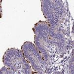 TEKT3 Antibody in Immunohistochemistry (Paraffin) (IHC (P))