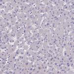 TEKT3 Antibody in Immunohistochemistry (Paraffin) (IHC (P))