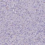 TEKT3 Antibody in Immunohistochemistry (Paraffin) (IHC (P))