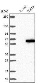 TEKT3 Antibody in Western Blot (WB)