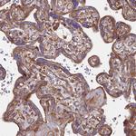 EXT1 Antibody in Immunohistochemistry (Paraffin) (IHC (P))