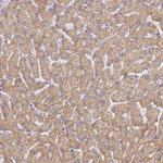 UTP23 Antibody in Immunohistochemistry (Paraffin) (IHC (P))