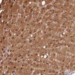 VN1R2 Antibody in Immunohistochemistry (Paraffin) (IHC (P))