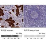 BHMT2 Antibody in Immunohistochemistry (IHC)