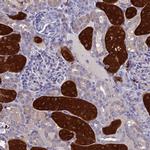 BHMT2 Antibody in Immunohistochemistry (IHC)