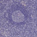 BHMT2 Antibody in Immunohistochemistry (IHC)