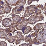 HPa2 Antibody in Immunohistochemistry (Paraffin) (IHC (P))