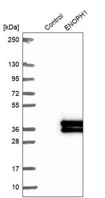 ENOPH1 Antibody in Western Blot (WB)