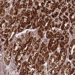 ATP5L Antibody in Immunohistochemistry (Paraffin) (IHC (P))