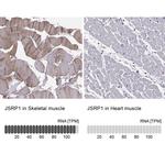 JSRP1 Antibody