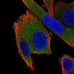 GSPT2 Antibody in Immunocytochemistry (ICC/IF)