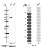 GSPT2 Antibody