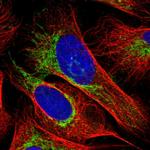 OCIAD1 Antibody in Immunocytochemistry (ICC/IF)