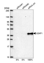 U2AF1 Antibody in Western Blot (WB)