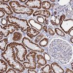 GluD1 Antibody in Immunohistochemistry (IHC)