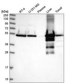 GluD1 Antibody in Western Blot (WB)