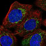 MGST1 Antibody in Immunocytochemistry (ICC/IF)