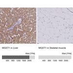 MGST1 Antibody in Immunohistochemistry (IHC)