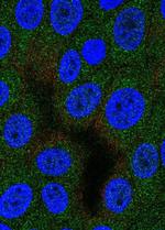 DNPEP Antibody in Immunocytochemistry (ICC/IF)