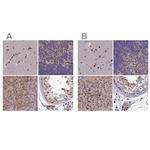 DNPEP Antibody in Immunohistochemistry (IHC)