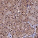 DNPEP Antibody in Immunohistochemistry (IHC)