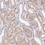 MTERF Antibody in Immunohistochemistry (Paraffin) (IHC (P))