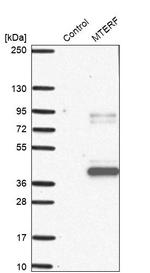 MTERF Antibody in Western Blot (WB)