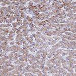 ATPAF1 Antibody in Immunohistochemistry (Paraffin) (IHC (P))