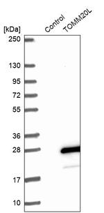 TOMM20L Antibody in Western Blot (WB)