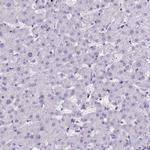 HLA-DOA Antibody in Immunohistochemistry (Paraffin) (IHC (P))