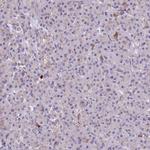 HLA-DOA Antibody in Immunohistochemistry (Paraffin) (IHC (P))