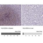 HLA-DOA Antibody in Immunohistochemistry (IHC)