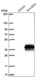 HLA-DOA Antibody in Western Blot (WB)