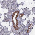 BRP44L Antibody in Immunohistochemistry (IHC)