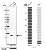 BRP44L Antibody in Western Blot (WB)