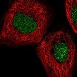 MYNN Antibody in Immunocytochemistry (ICC/IF)