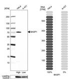 BASP1 Antibody