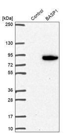 BASP1 Antibody in Western Blot (WB)