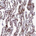 COL6A6 Antibody in Immunohistochemistry (IHC)