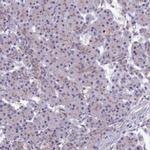 COL6A6 Antibody in Immunohistochemistry (IHC)